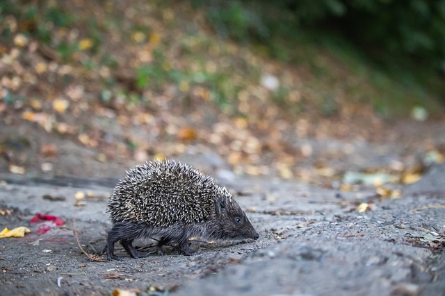 日本气象厅 日本气象厅